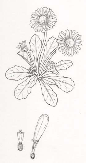 Daisy pen and ink natural history botanical illustration