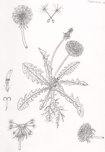Dandelion pen and ink natural history botanical illustration