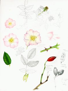 Dog rose Rosa canina Sketchbook study