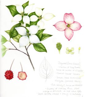Dogwood Cornus kousa sketchbook study