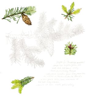 Dougals fir Pseudotsuga menziesii sketchbook study