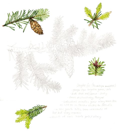 botanical study of douglas fir tree