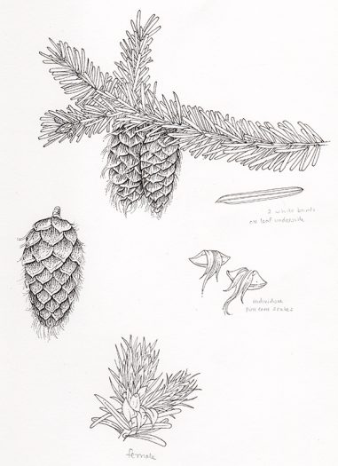 sciart line drawing of fir tree granches