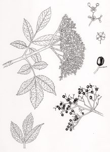Elderberry elderflower