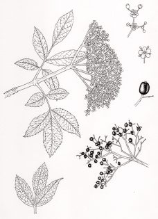 Elder Sambucus nigra