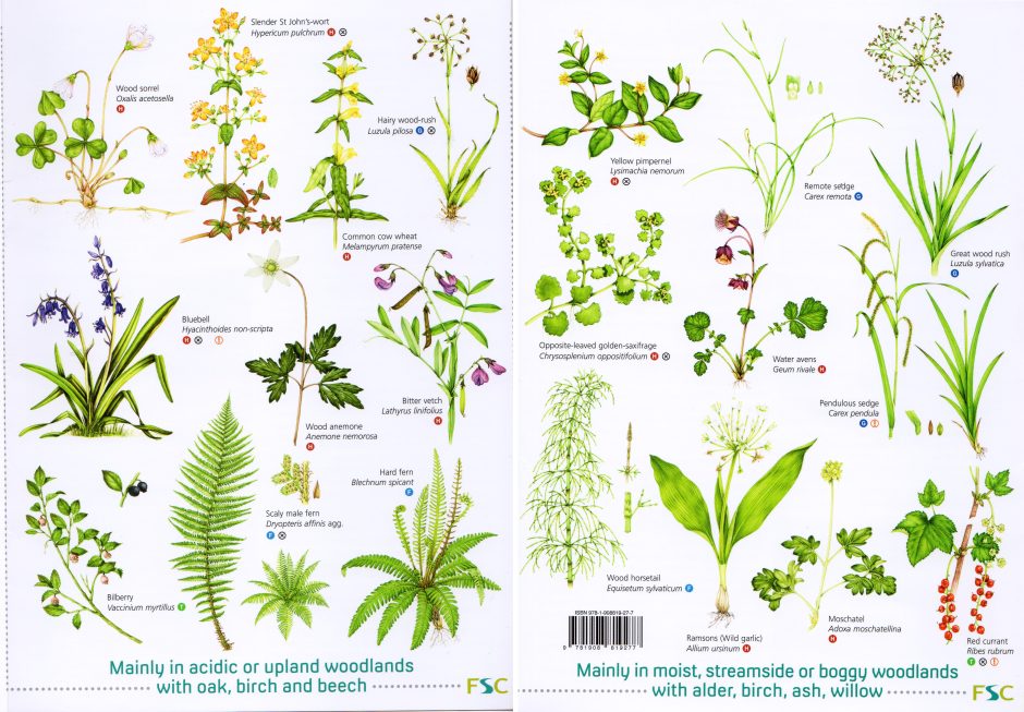 FSC Chart Ancient woodland plants 2 - Lizzie Harper