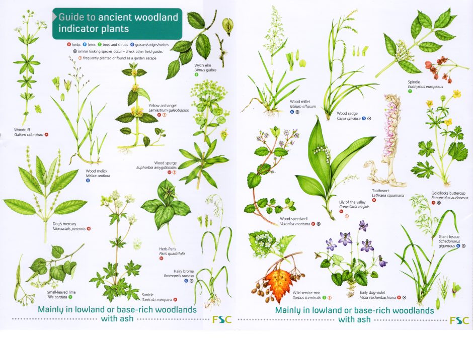 FSC Chart Ancient woodland plants Lizzie Harper