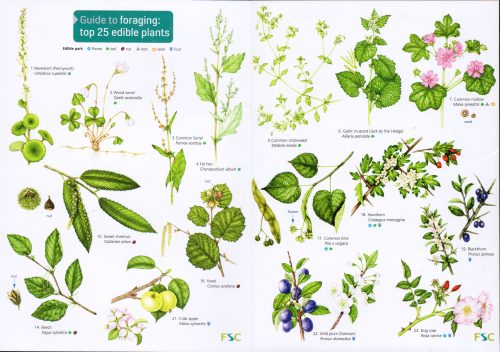 foraging chart