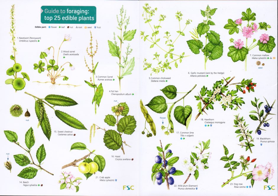 fsc-chart-edible-plants-lizzie-harper