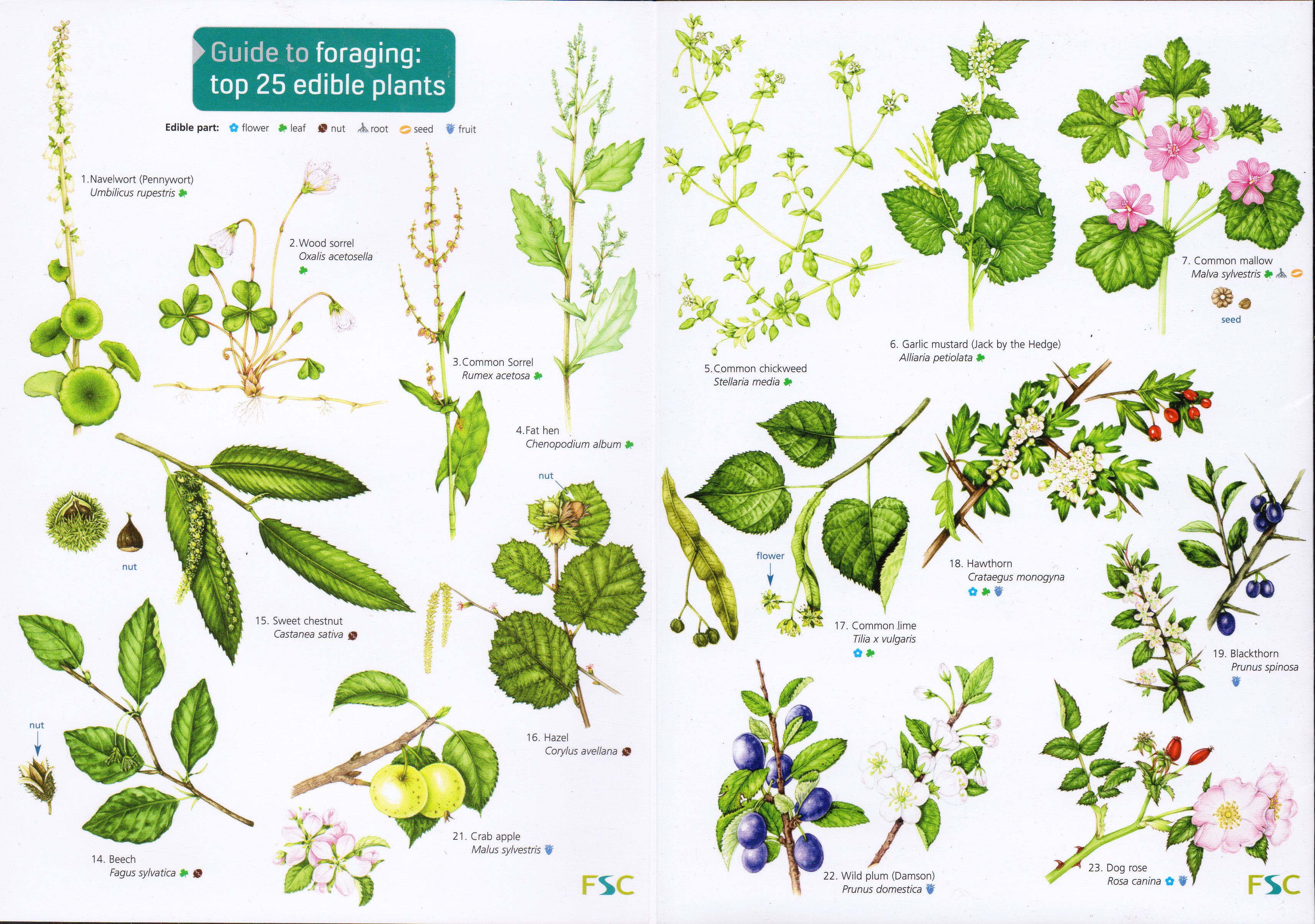 FSC Chart Edible plants Lizzie Harper