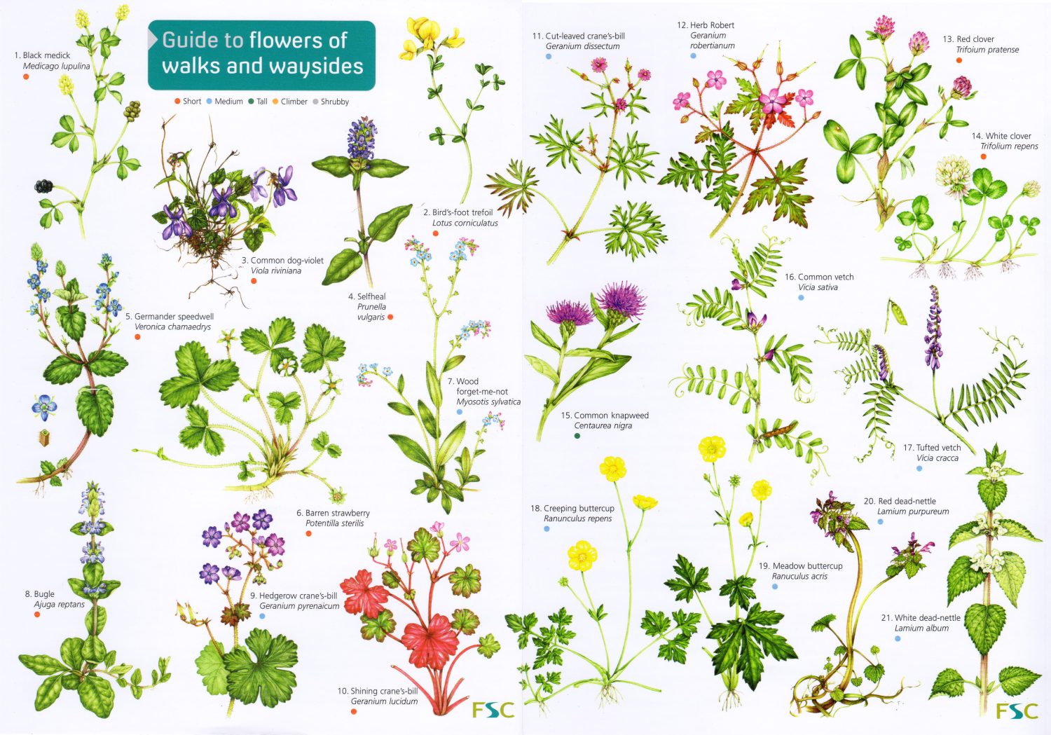FSC Chart Flowers of walks and wayside - Lizzie Harper