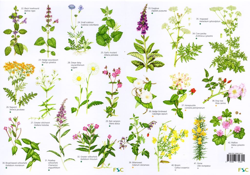 Types Of Flowers Chart