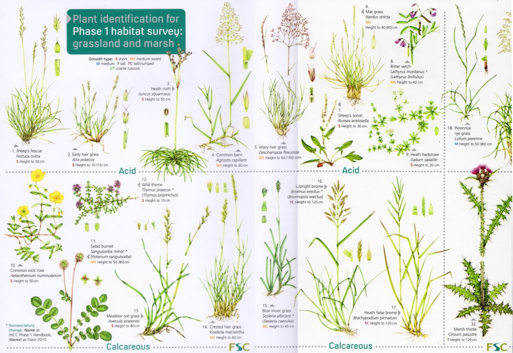 FSC Chart Phase 1 Grassland And Marsh 2 - Lizzie Harper