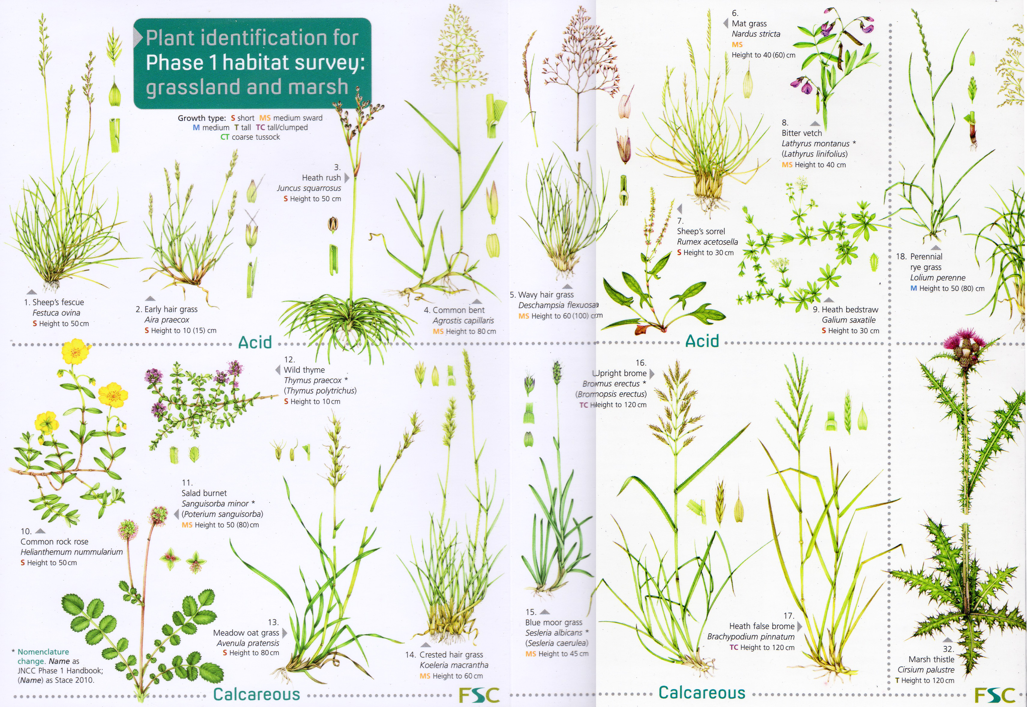 Grassland Biome Plants Names Grassland Biome Plants Names