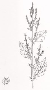 Fat hen Chenopodium album