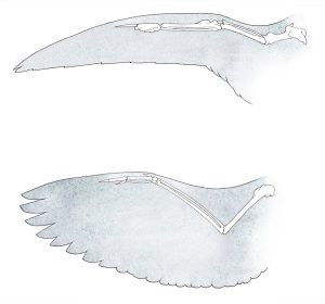 Swift Apus apus vs passerine wing bones
