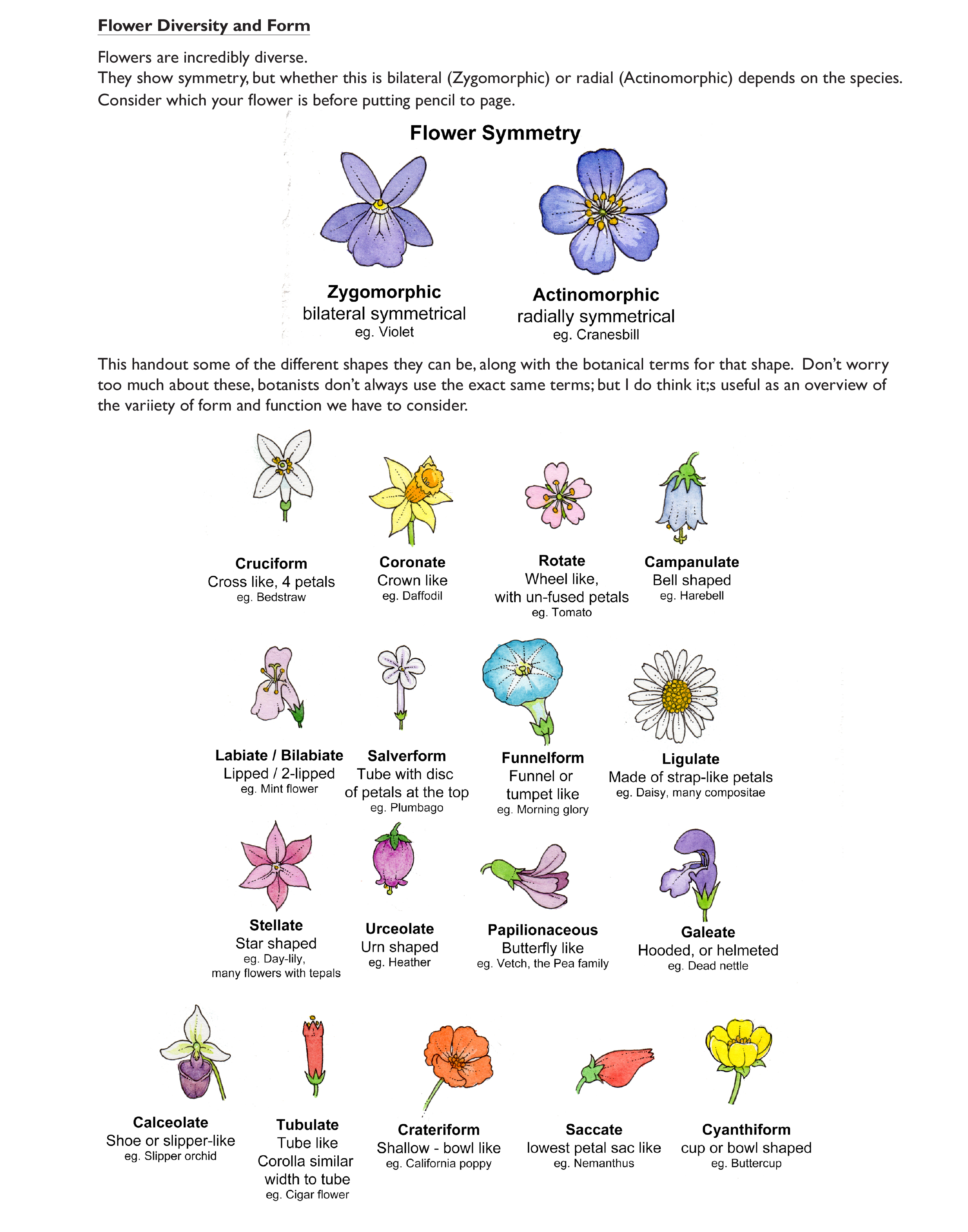 Flower Shapes Terminology Lizzie Harper