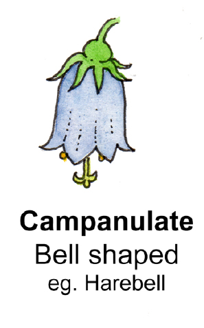 Flower Shape And Terminology Campanulate Diagram By Lizzie Harper