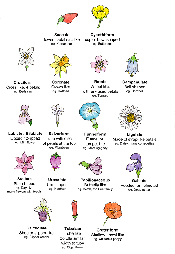 Flower shapes terminology diagram labelled - Lizzie Harper