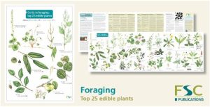 FSC Foraging Chart