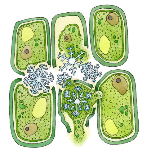 Ice crystals in a plant cell