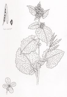 Garlic Mustard