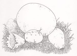 Giant Puffball