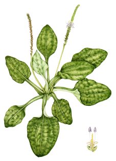 Greater plantain Plantago major