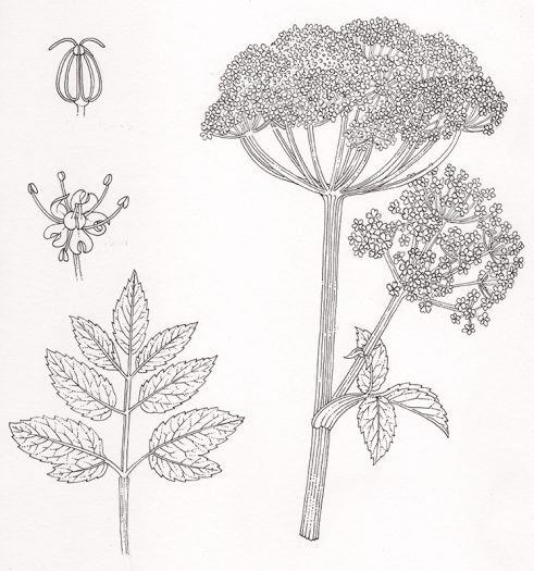 botanical illustration elder
