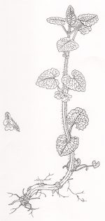 Ground ivy Glechoma hederacea