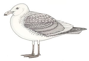 Gull Larus body anatomy