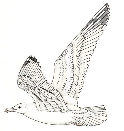 Seagull in flight natural history illustration