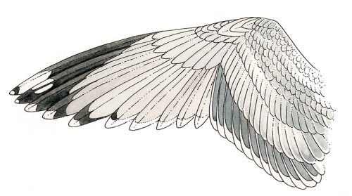 Seagull wing natural history illustration