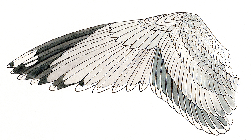 Gull Larus wing anatomy - Lizzie Harper