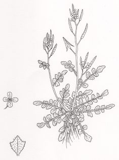 Hairy bittercress Cardamine hirsuta