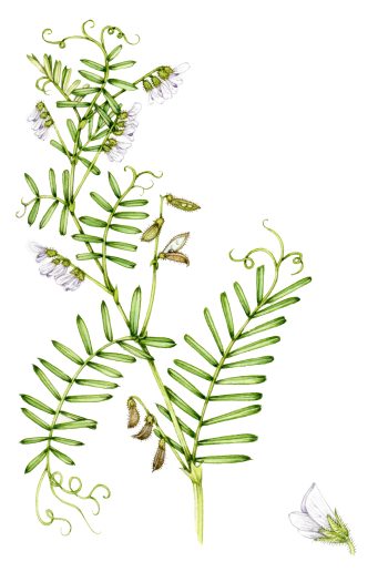 botanical illustration of hairy vicia