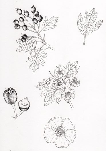Hawthorn with haws botanical illustration