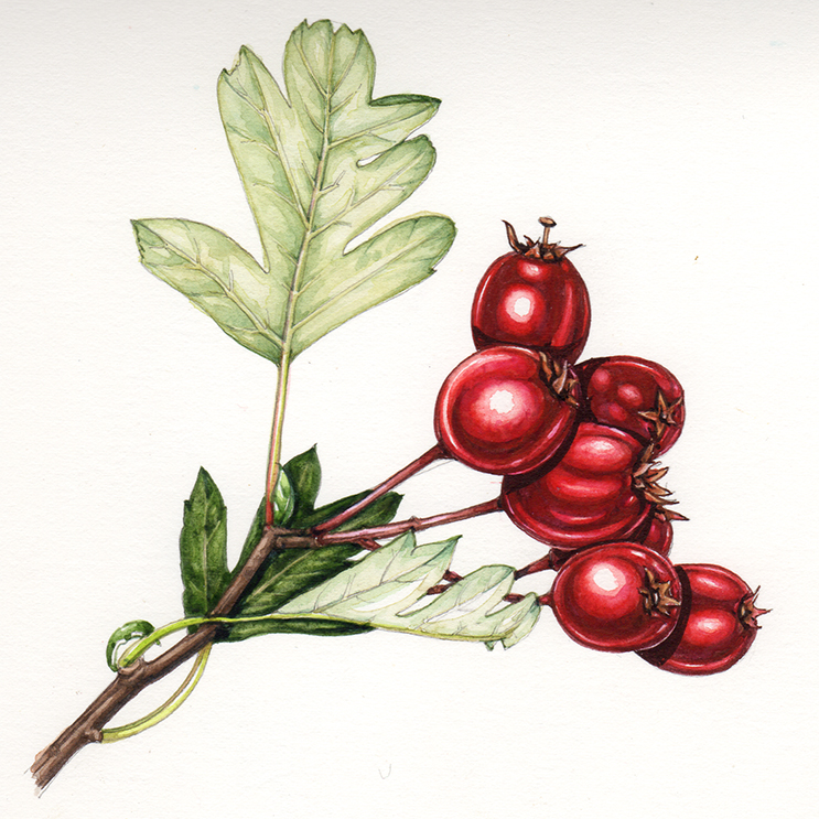 botanical illustration of haws