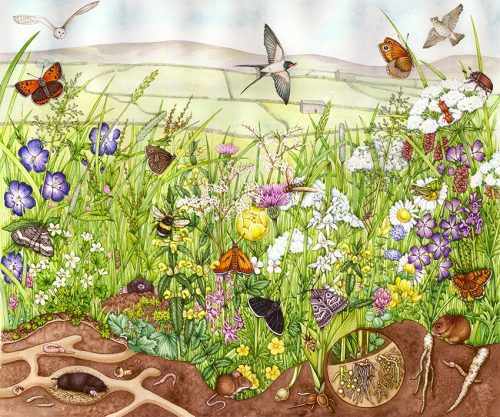 hay field x section natural history illustration