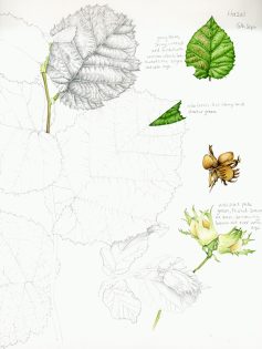 Hazel Corylus avellana sketchbook page