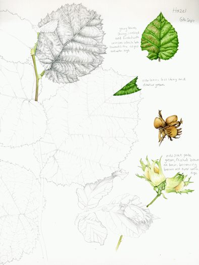 Hazelnuts botanical illustration with plant