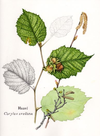 botanical illustration of hazel