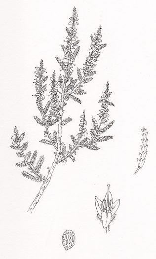 botanical illustration of ling