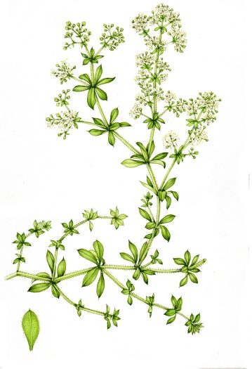 botanical illustration of goosegrass sticky willy