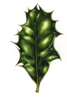 Holly Ilex aquifolium leaf
