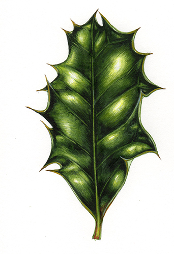 Christmas holly leaf botanical illustration