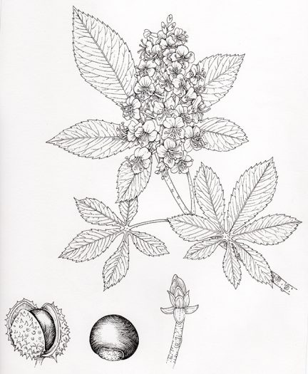 Conker and chestnut candle botanical illustration