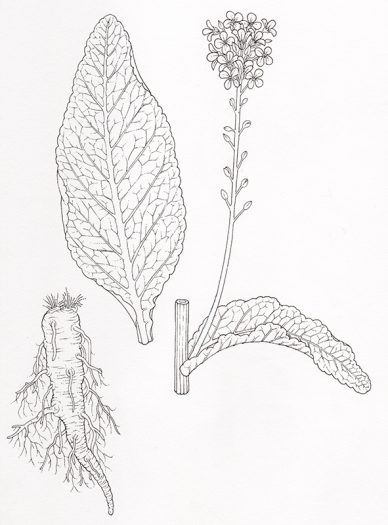 horse radish botanical illustration