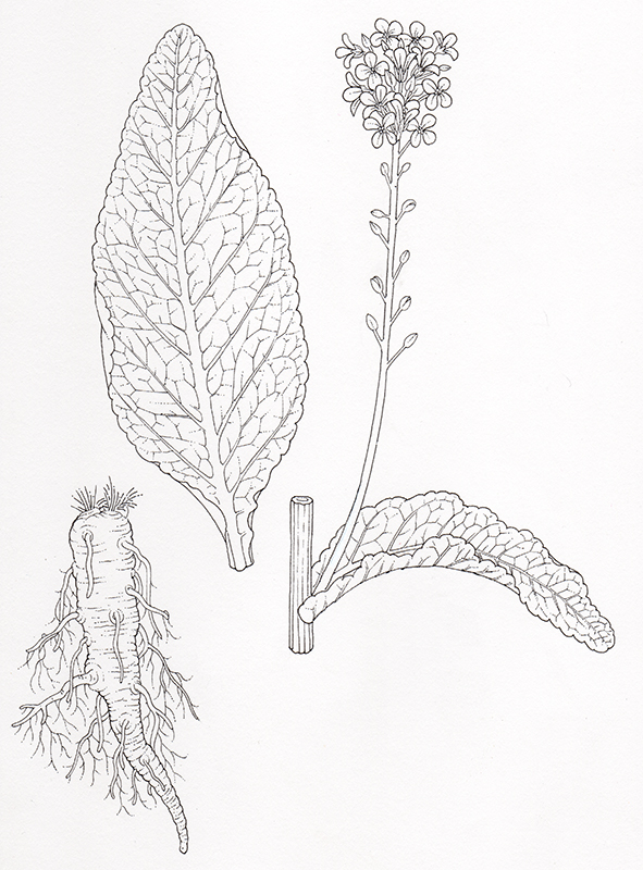 Horseradish