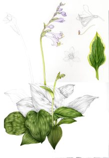 Hosta or Funkia sketchbook study
